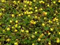 spring cinquefoil